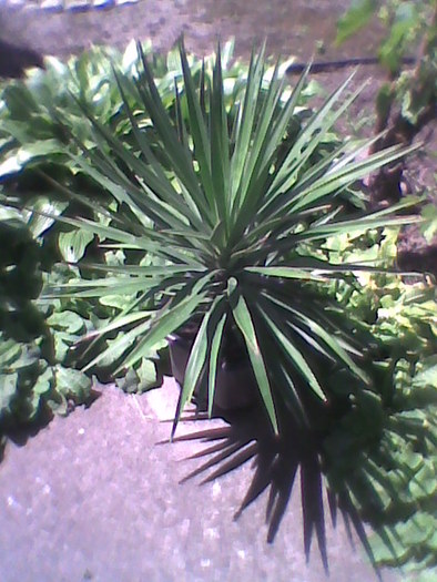 Imag0061; yucca
