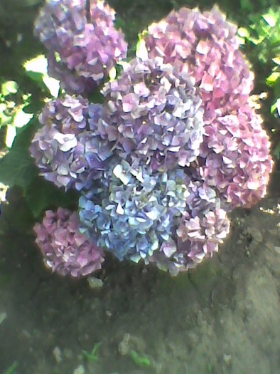 Imag0062; hortensia
