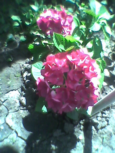 Imag0063; hortensia
