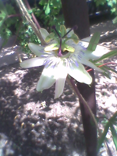 Imag0068; passiflora
