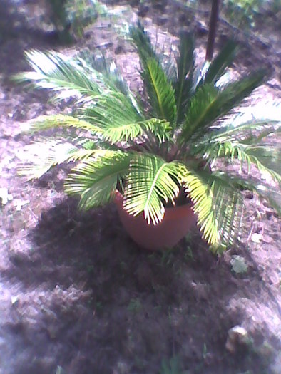 Imag0071; cycas
