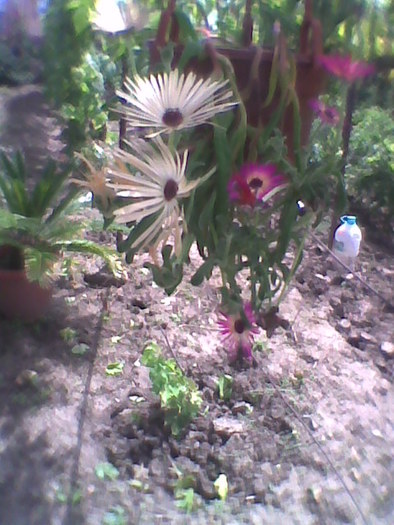 Imag0073; floarea de cristal
