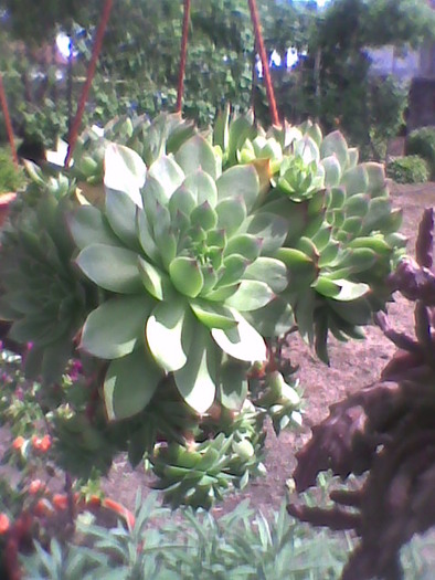 Imag0074; sempervivum
