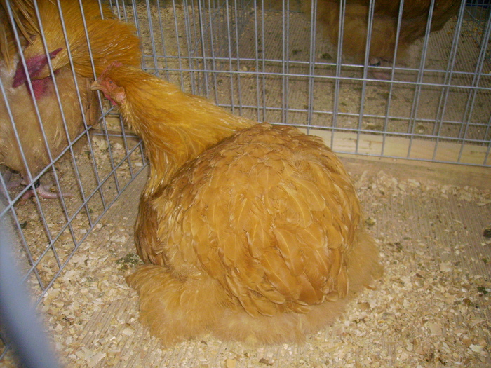IMG_0277 - Expo 2011 Fauna Baniei Craiova
