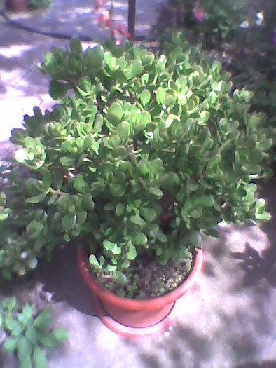 Imag0075; crassula
