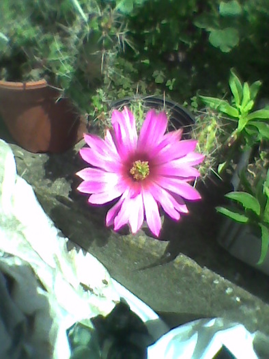 Imag0078; floare cactus
