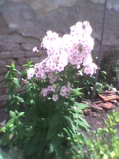 Imag0084; phlox
