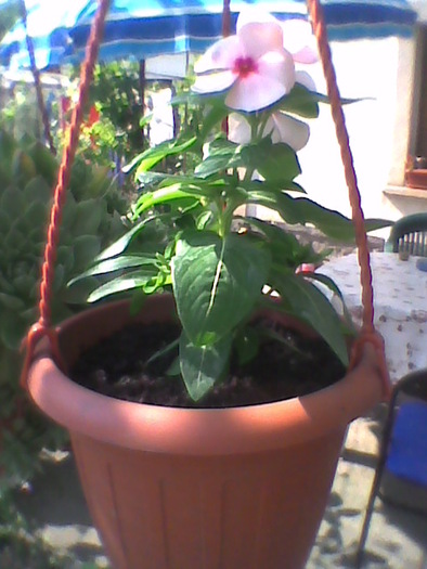 Imag0085; vinca rosea
