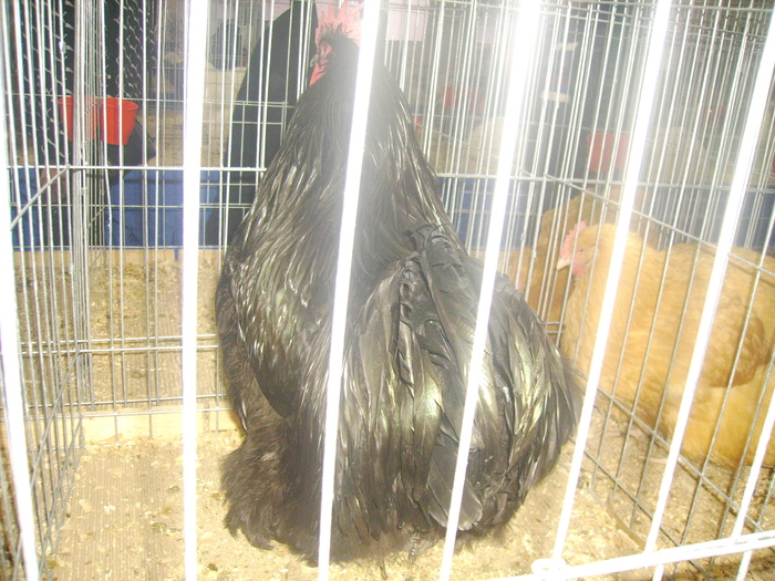 IMG_0286 - Expo 2011 Fauna Baniei Craiova
