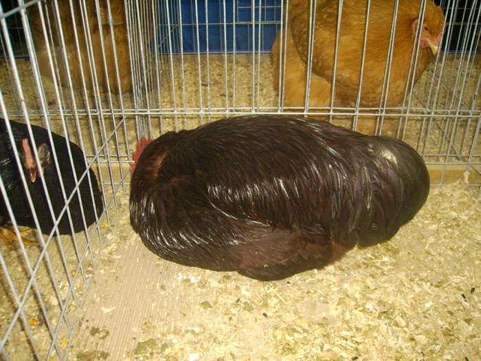 IMG_0295 - Expo 2011 Fauna Baniei Craiova