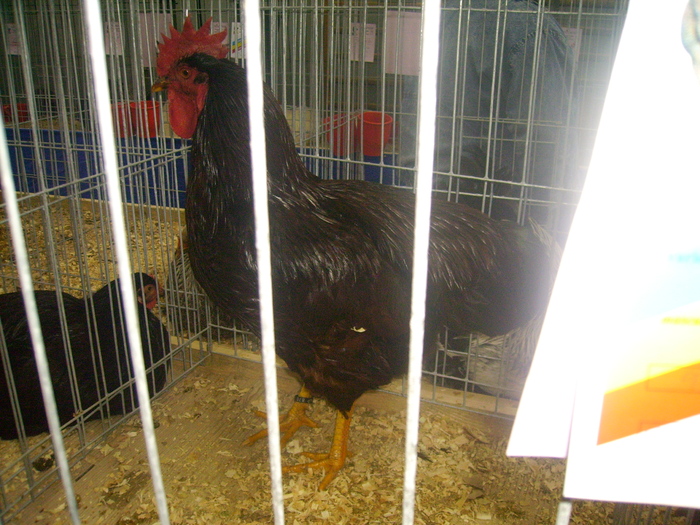 IMG_0300 - Expo 2011 Fauna Baniei Craiova