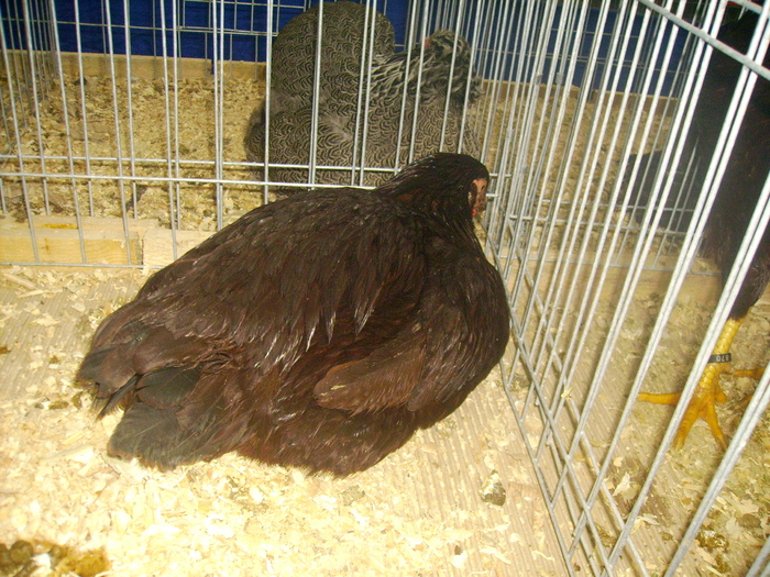 IMG_0301 - Expo 2011 Fauna Baniei Craiova