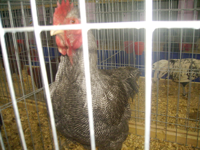 IMG_0302 - Expo 2011 Fauna Baniei Craiova