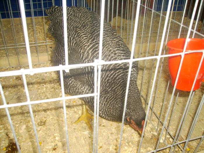 IMG_0305 - Expo 2011 Fauna Baniei Craiova