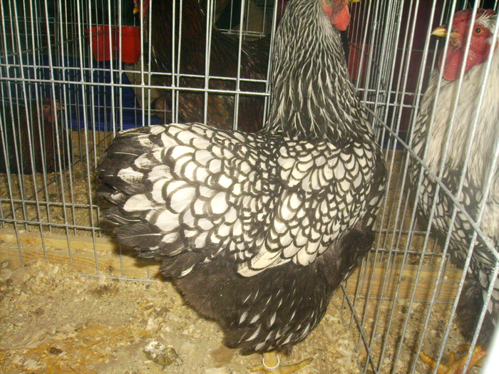 IMG_0311 - Expo 2011 Fauna Baniei Craiova