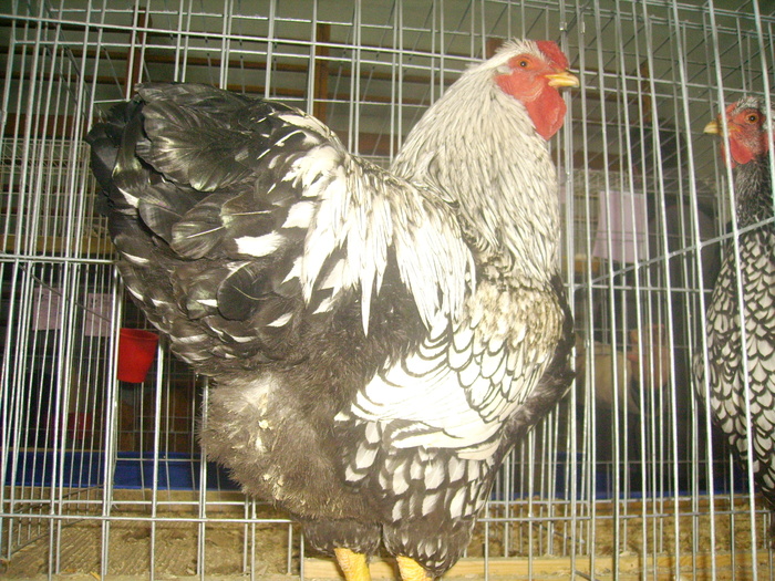 IMG_0312 - Expo 2011 Fauna Baniei Craiova