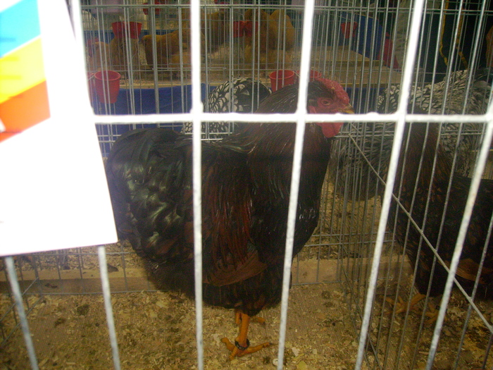 IMG_0314 - Expo 2011 Fauna Baniei Craiova