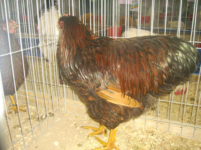 IMG_0317 - Expo 2011 Fauna Baniei Craiova