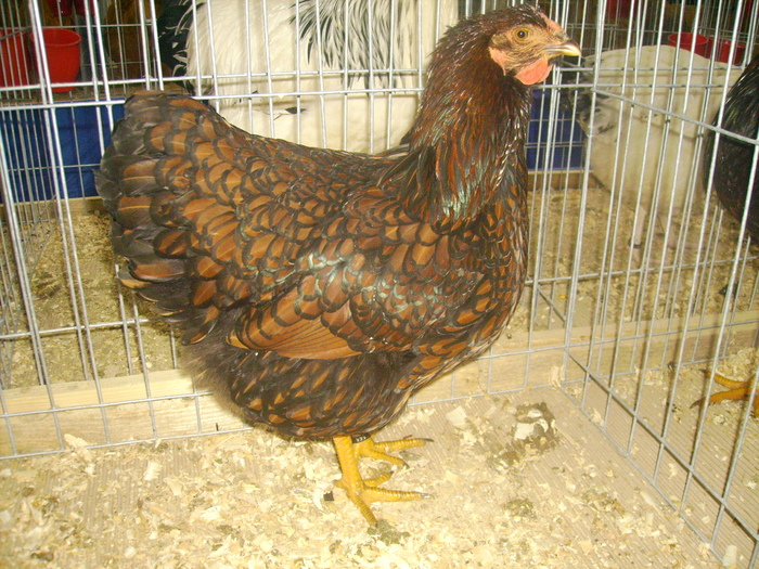 IMG_0318 - Expo 2011 Fauna Baniei Craiova