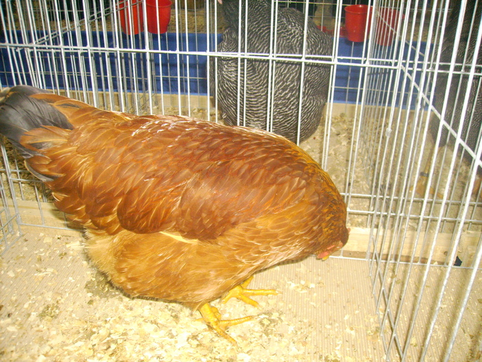 IMG_0321 - Expo 2011 Fauna Baniei Craiova