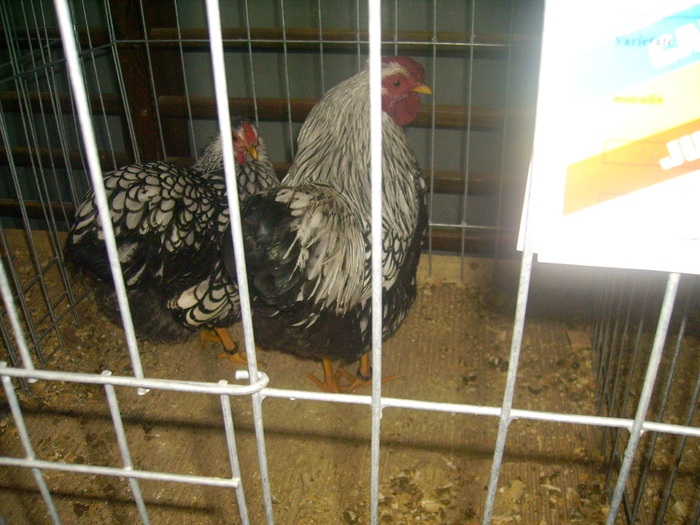 IMG_0332 - Expo 2011 Fauna Baniei Craiova
