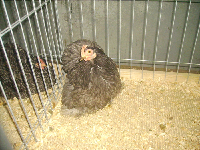 IMG_0340 - Expo 2011 Fauna Baniei Craiova