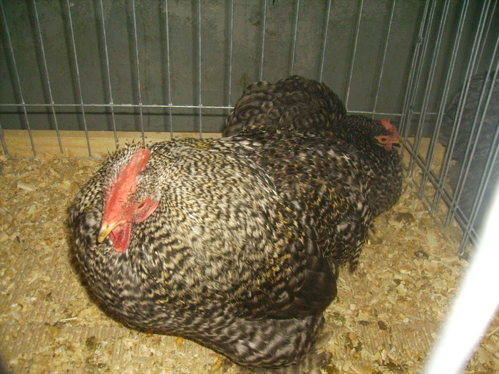 IMG_0341 - Expo 2011 Fauna Baniei Craiova