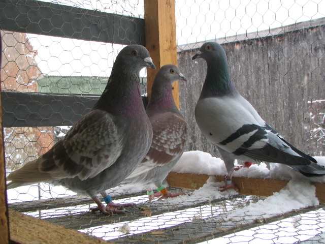 Pitbull, Jessica si Dansatoru - PIGEONS Sport Dave