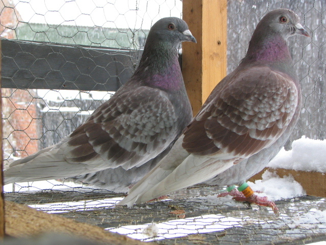 IMG_9568 - PIGEONS Sport Dave