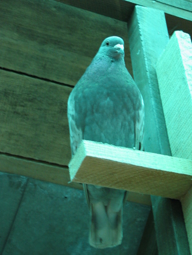 IMG_9131 - PIGEONS Sport Dave