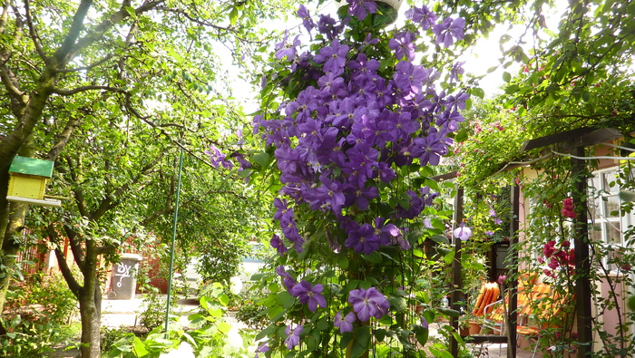 clematita