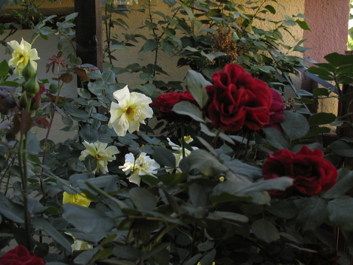 trandafiri agatatori - Golden Showers si Don Juan