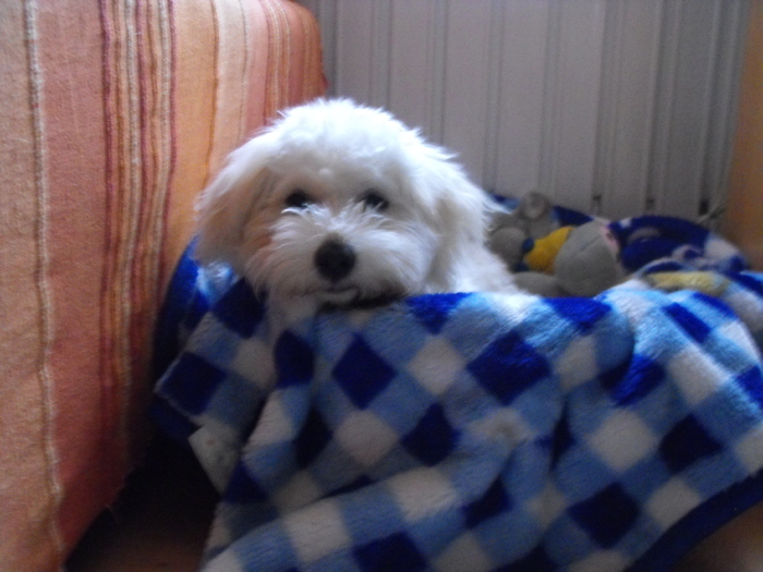 Pufy