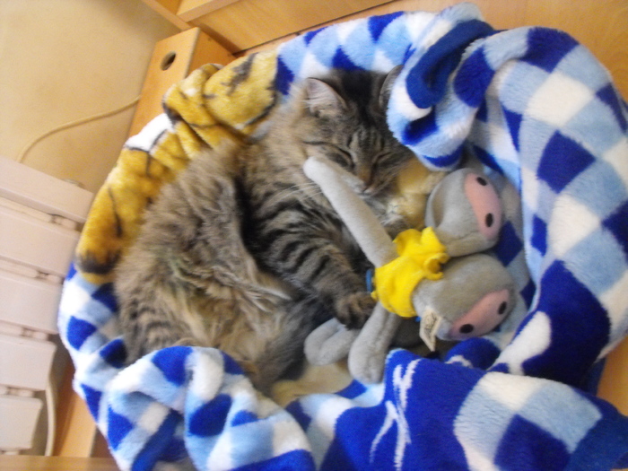 imi fac siesta in pat la Pufy!