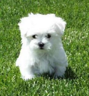 Bichon-Maltese2