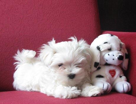 2 catei care seamana