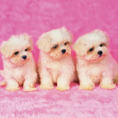 oo am vazut un caine dragutz