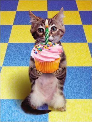 birthday-cat - pisicute
