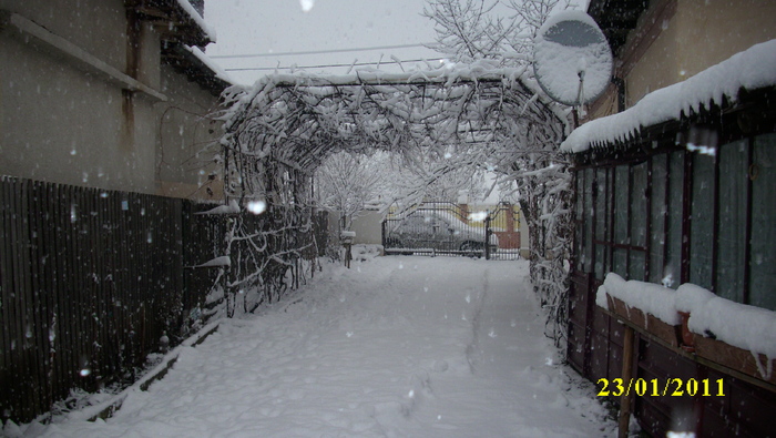 IMG_4644 - ninge 2011