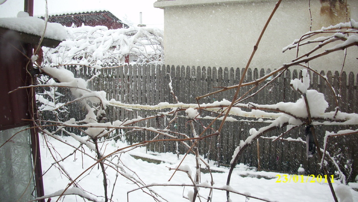 IMG_4651 - ninge 2011