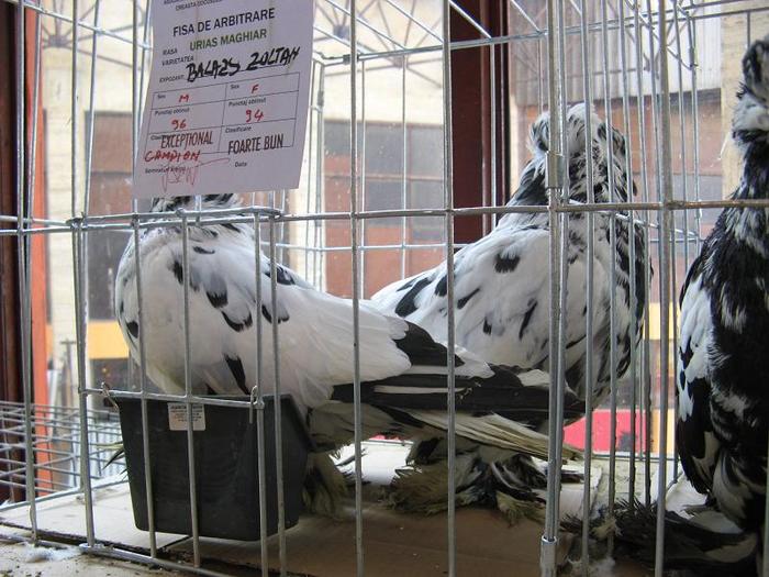 IMG_0142 - Copy - Expo Baia Mare 14-16 ianuarie 2011