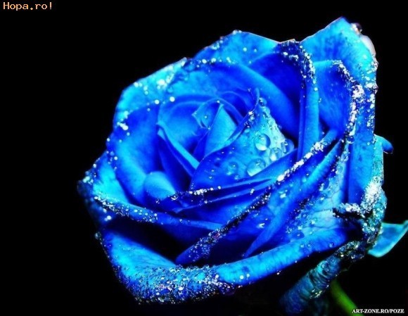 Trandafirul albastru - Trandafiri