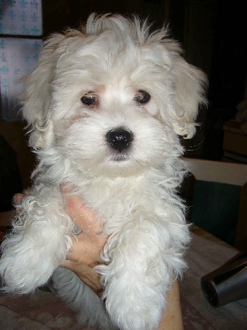 _caine_Bichon_havanese