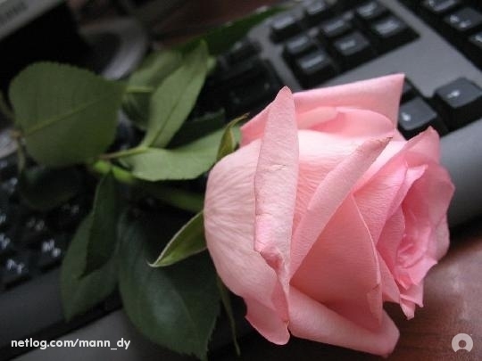 Trandafirul de pe tastatura - Trandafiri