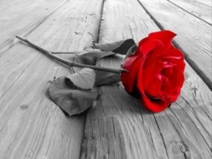Trandafirul de pe podea - Trandafiri