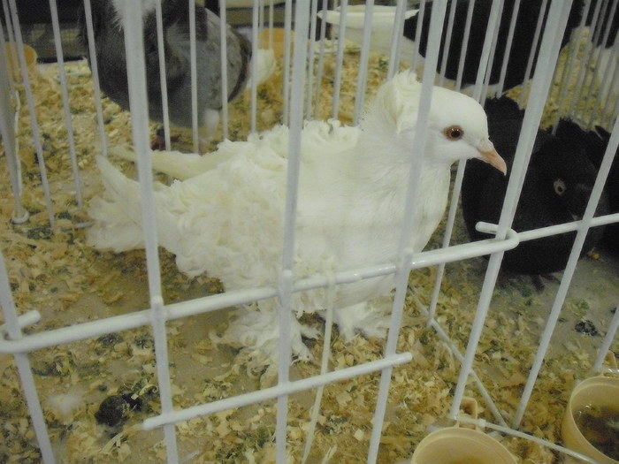 Picture 209 - Expozitie Sebes 21-23 Ianuarie 2011