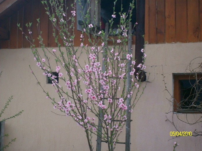 SANY7608 - diferite poze din gradina mea