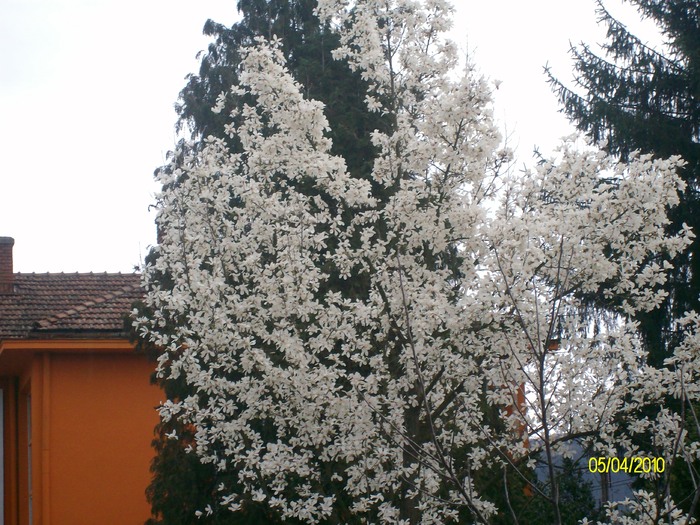 SANY7609 - diferite poze din gradina mea