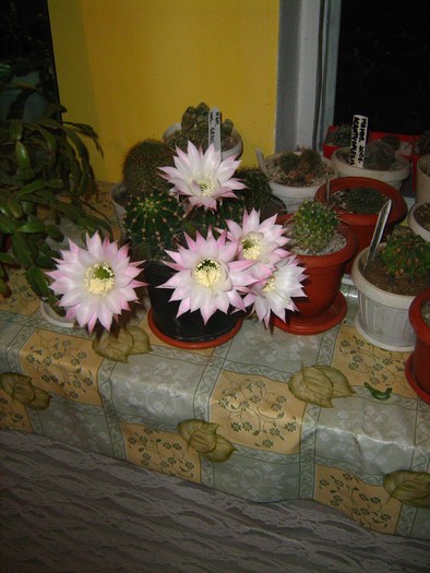 Picture 541; echinopsis multiplex  2008
