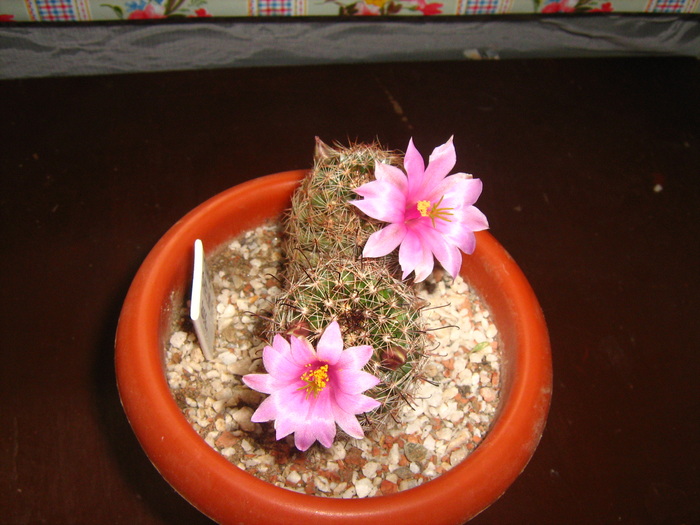mammillaria  grahamii - cactusii mei
